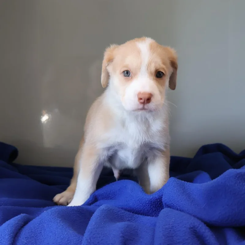 A baby medium-sized male Yellow / Tan / Blond / Fawn Mixed Breed dog named Emmitt for adoption in Saint Charles, MO