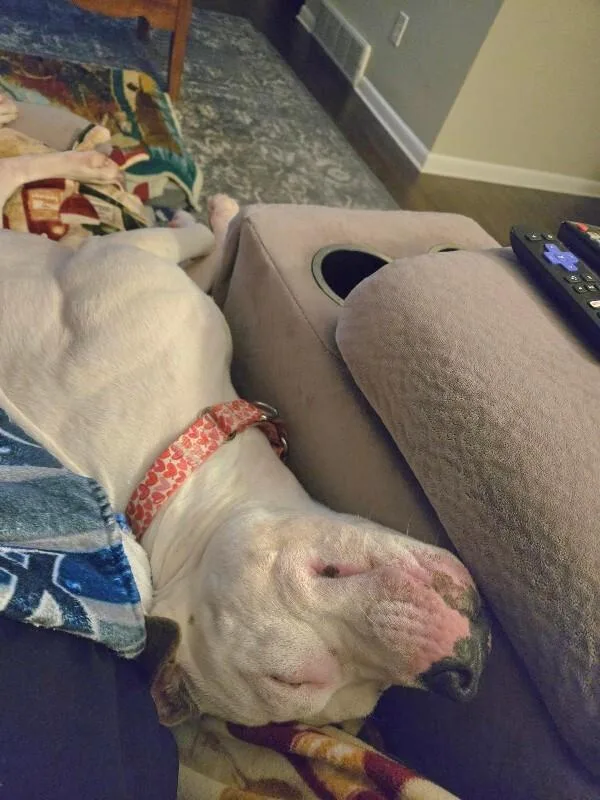 An adult large-sized female White / Cream Mixed Breed dog named Capybara for adoption in Cincinnati, OH
