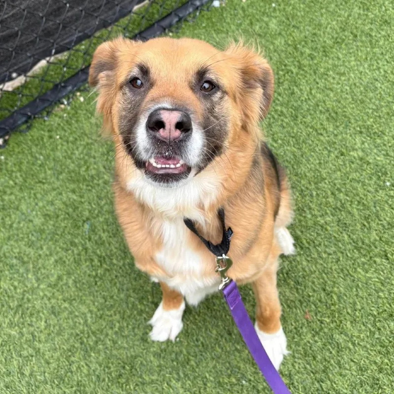 An adult medium-sized female Black Mixed Breed dog named Athena for adoption in Pittsburgh, PA
