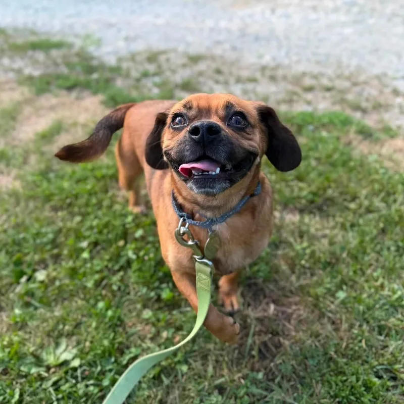 An adult small-sized female Brown / Chocolate Puggle dog named Piper for adoption in Phoenixville, PA
