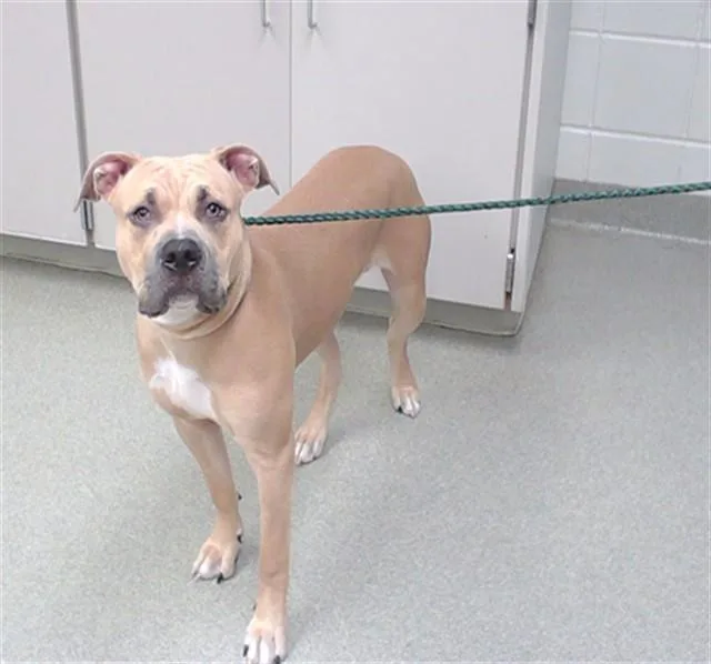 A young large-sized male Boxer dog named Ron Stoppable for adoption in Omaha, NE