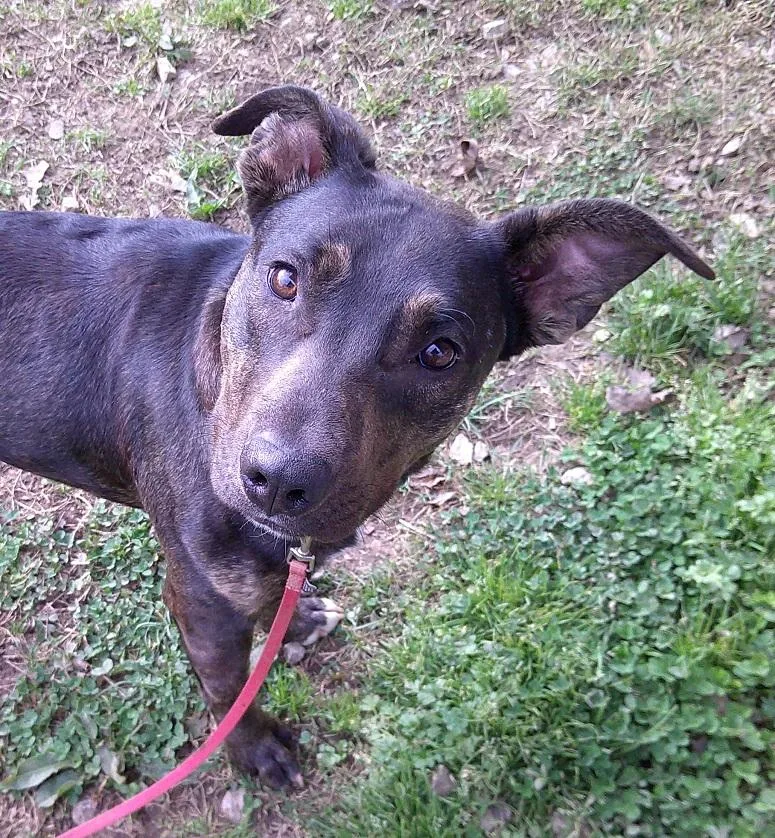 A young medium-sized female Brindle Mixed Breed dog named Mokey for adoption in Pegram, TN