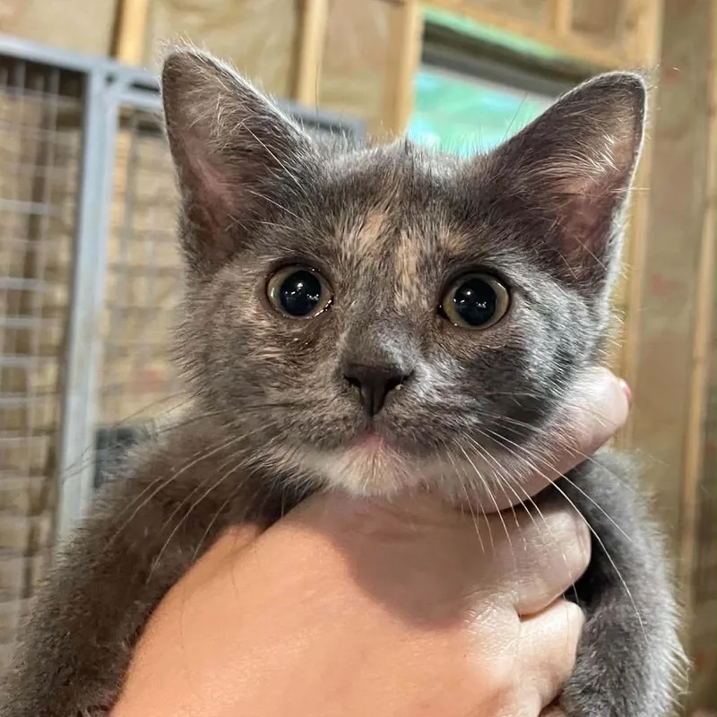 A baby small-sized female Tortoiseshell Domestic Short Hair cat named Miss Melody for adoption in Inwood, WV