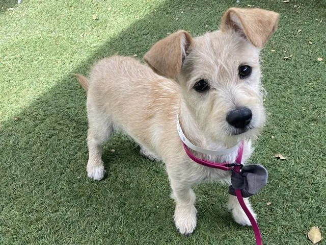 A young small-sized male Cairn Terrier dog named Lambo for adoption in Phoenix, AZ