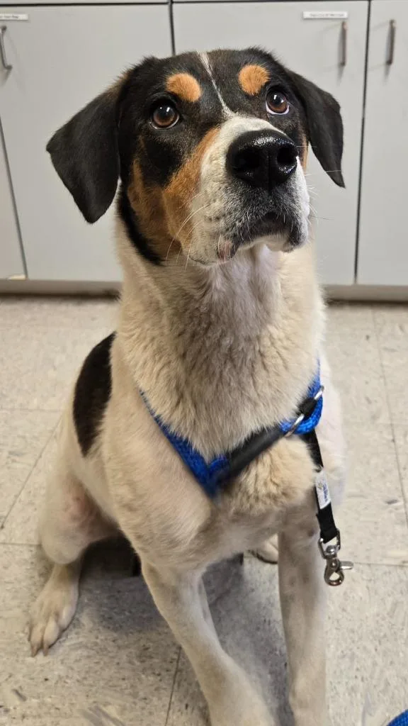 A young medium-sized female Hound dog named Jolene for adoption in Sandusky, OH