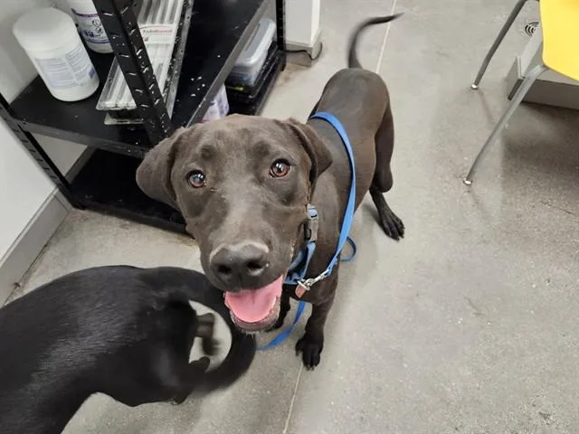 A young large-sized female Redbone Coonhound dog named Chona for adoption in Mesa, AZ