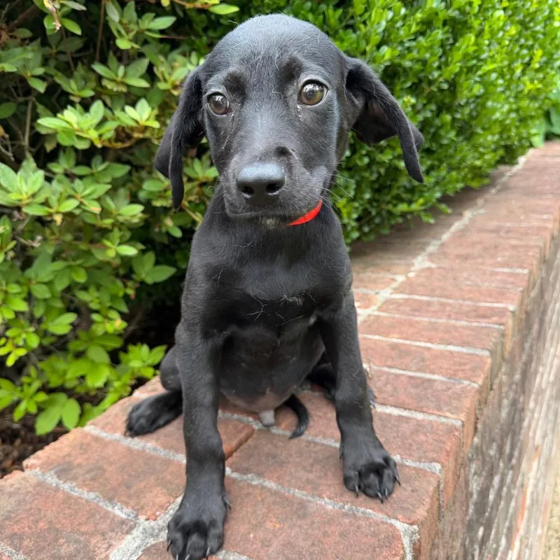 A baby medium-sized male Black Mixed Breed dog named Macaroni for adoption in Brownsboro, AL
