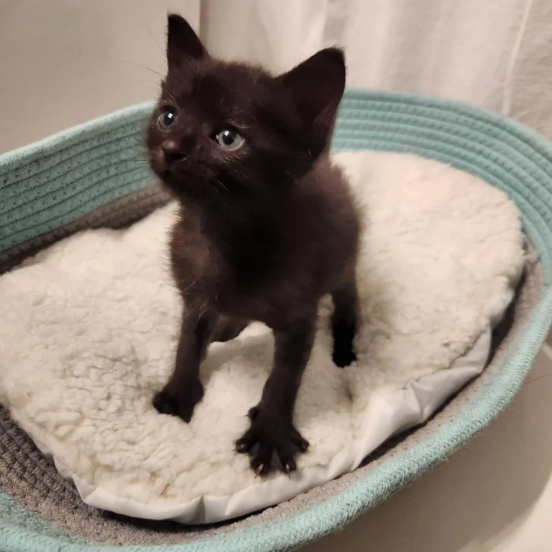 A baby small-sized male Black Domestic Short Hair cat named Eeyore for adoption in Spring Hill, KS