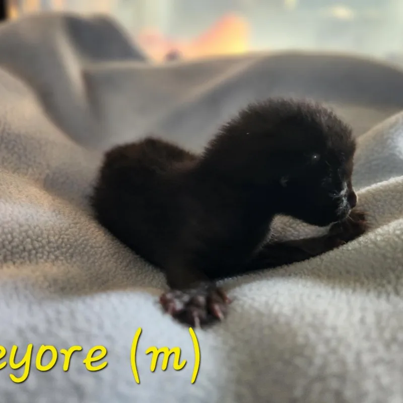 Eeyore thumbnail 4