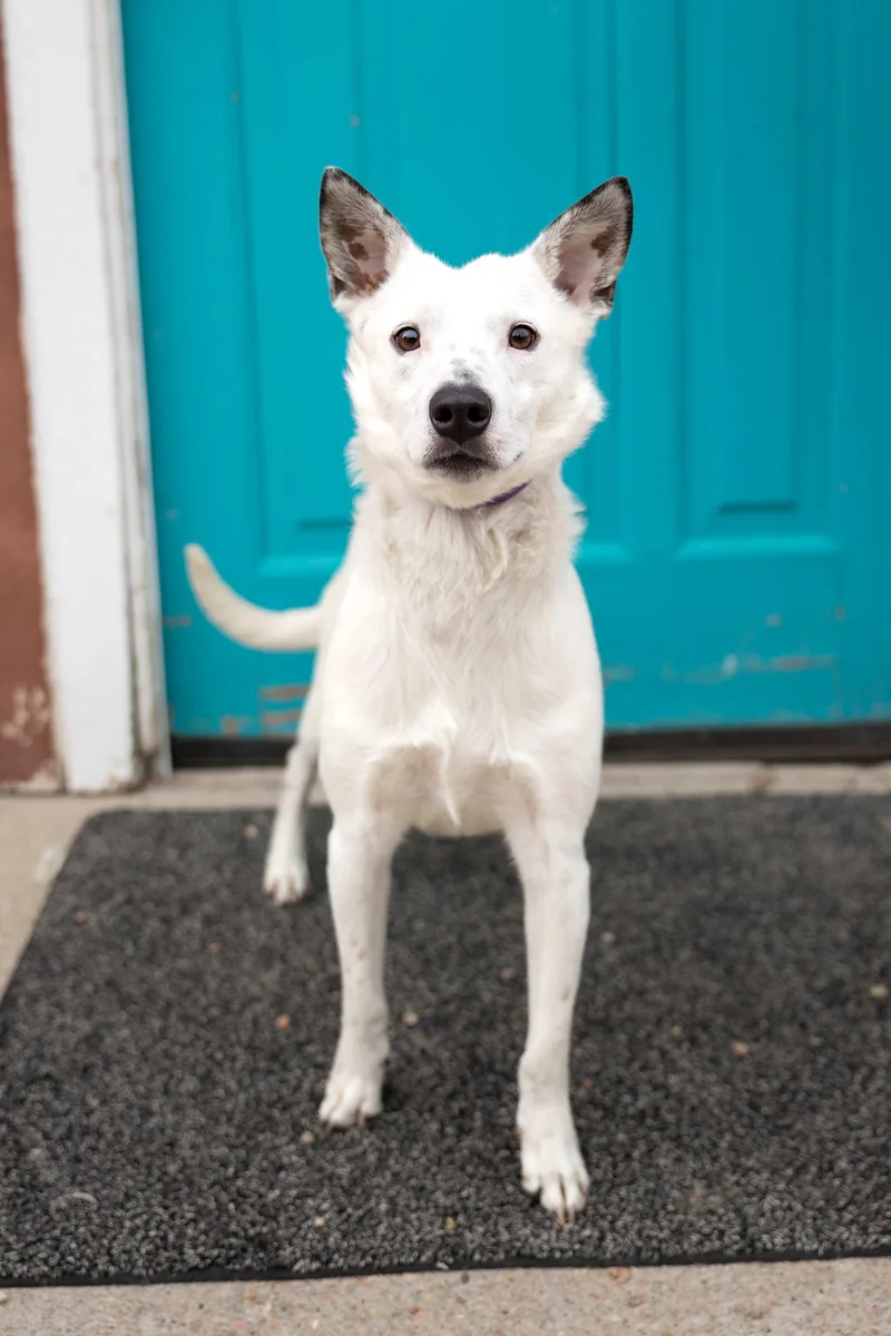 An adult medium-sized female Husky dog named Nova for adoption in Brighton, CO