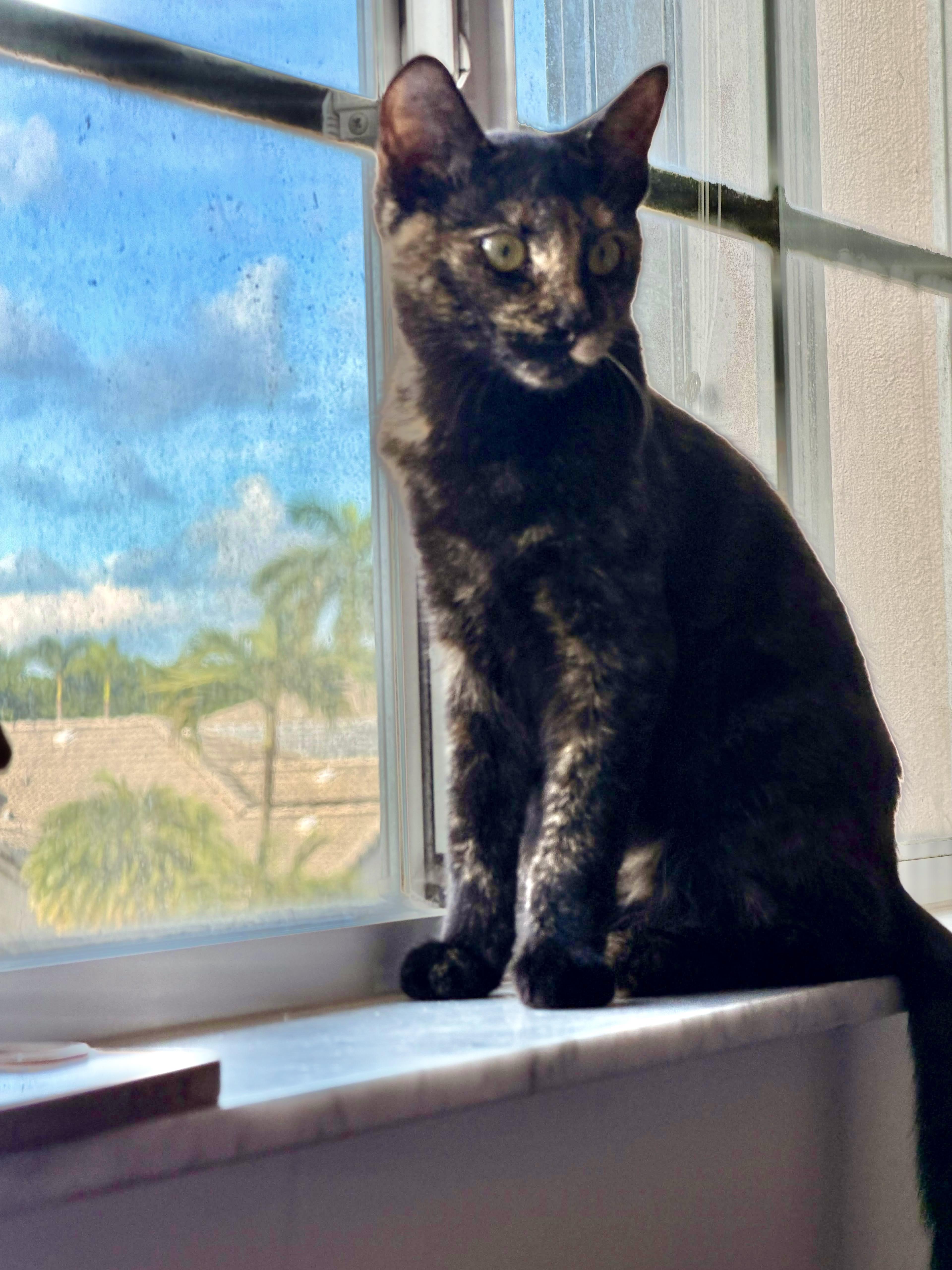 A baby medium-sized female Tortoiseshell cat named Derbie and Belmont for adoption in Homestead, FL