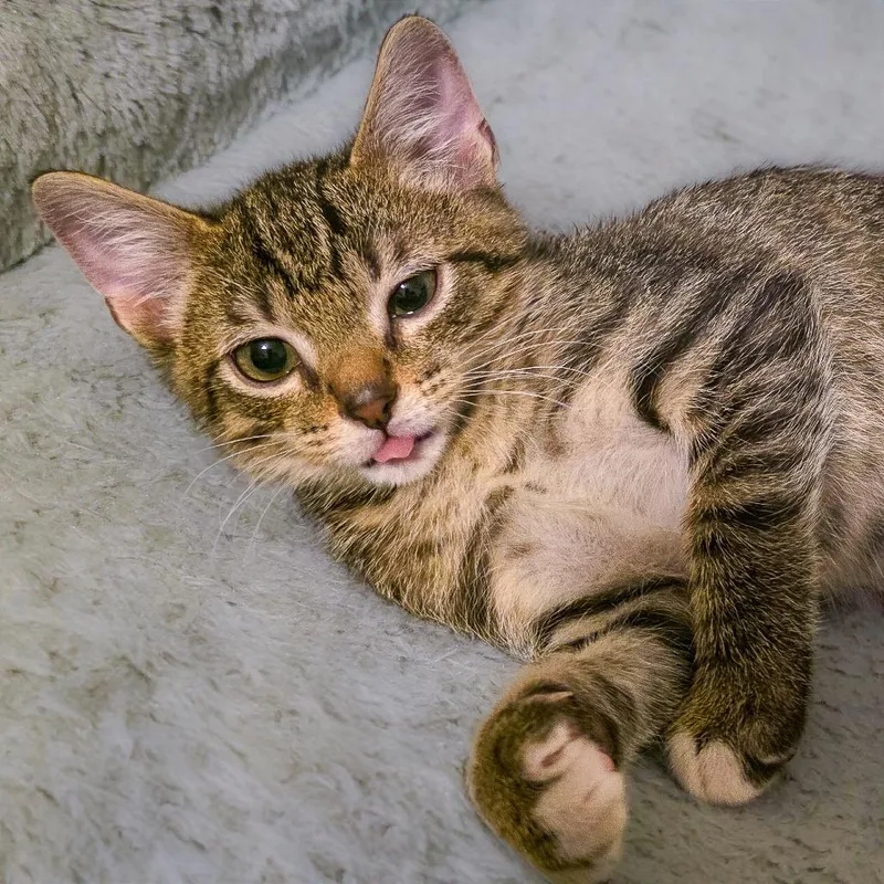 A baby small-sized male Brown / Chocolate Domestic Short Hair cat named Squirrel Nut Zipper for adoption in Huntsville, AL