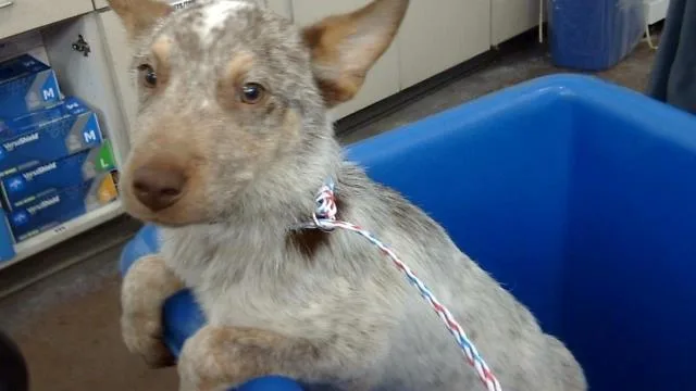 A young medium-sized male Mixed Breed dog named Esteban for adoption in Dallas, TX