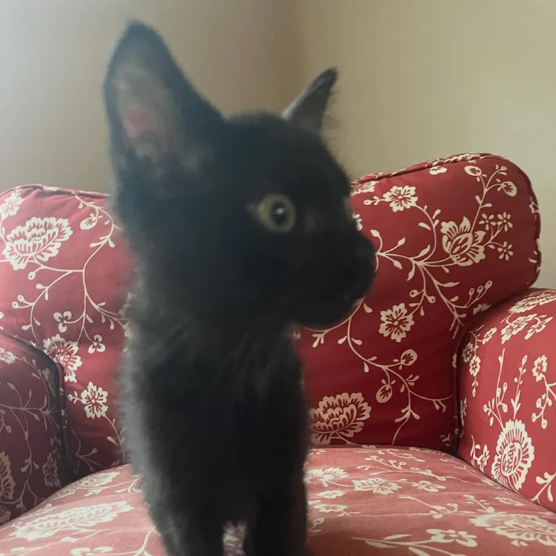 Peppercorn