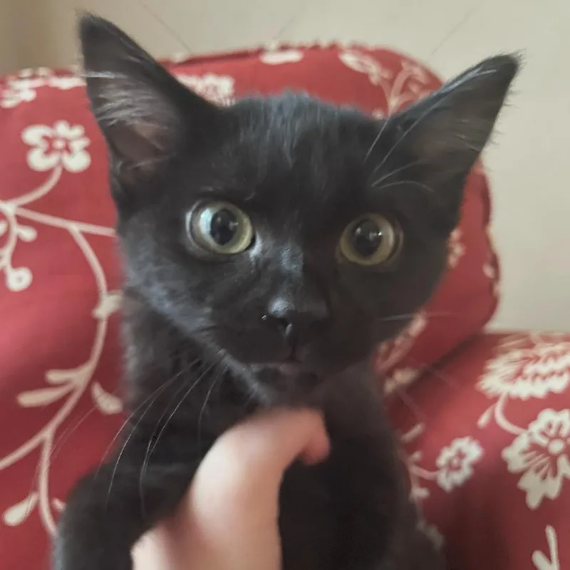 Peppercorn thumbnail 2