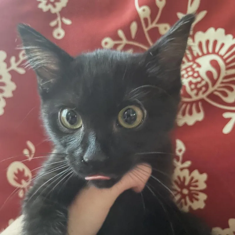 Peppercorn thumbnail 3