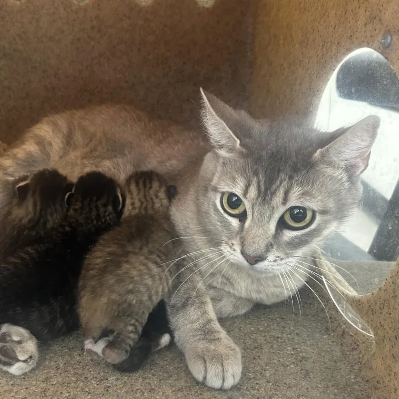 An adult medium-sized female Gray / Blue / Silver Domestic Short Hair cat named Snax for adoption in Philadelphia, PA