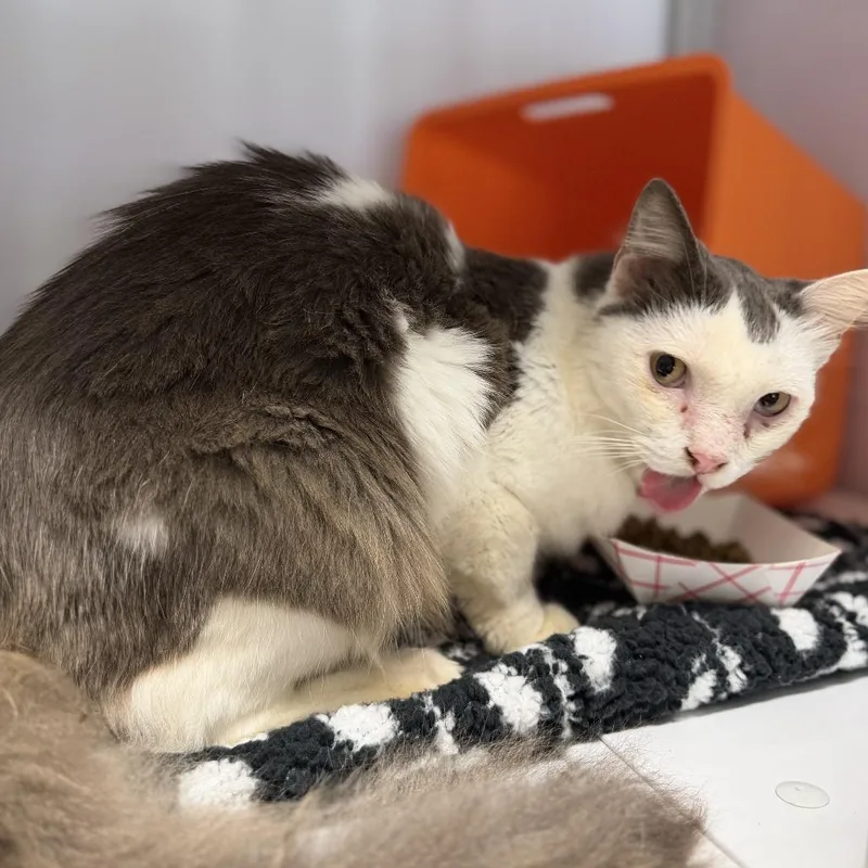 An adult medium-sized male Gray / Blue / Silver Domestic Short Hair cat named Chirp for adoption in Houston, TX