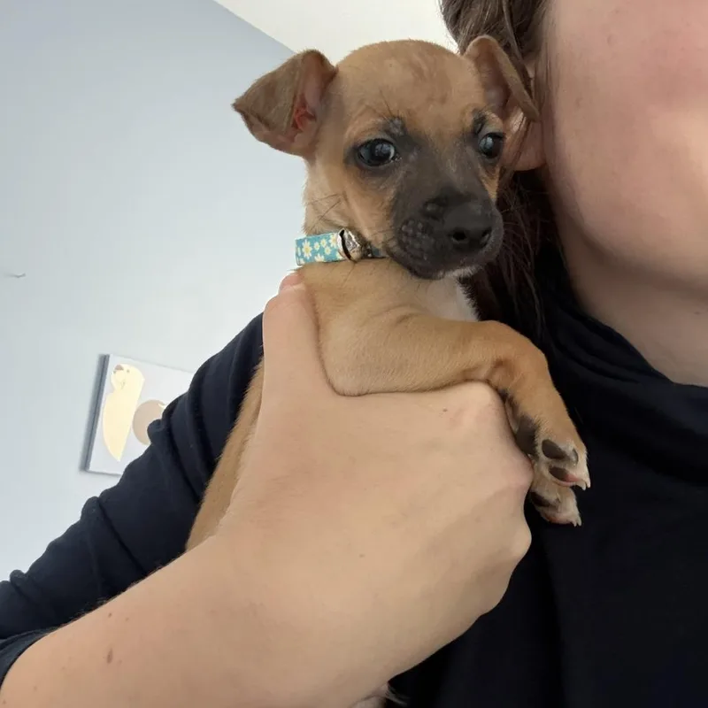 A baby small-sized male Brown / Chocolate Chihuahua dog named Spud for adoption in Hillsborough, NC