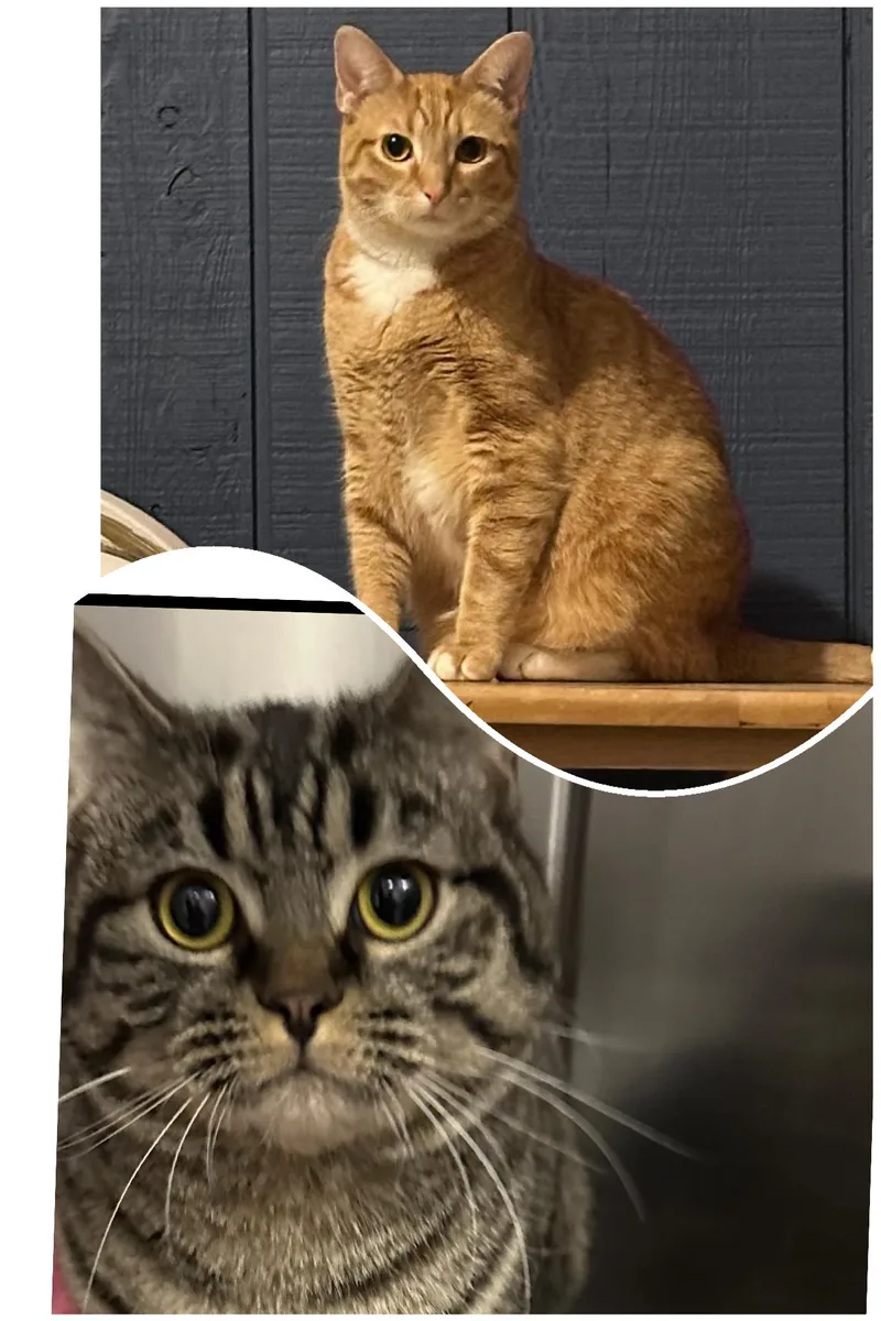 An adult large-sized male Domestic Short Hair cat named Henry And Bella for adoption in Clinton, IL