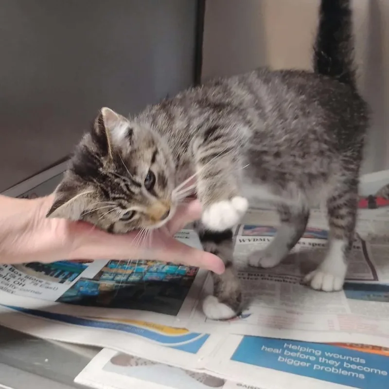 A baby small-sized male Gray / Blue / Silver Domestic Short Hair cat named Peter for adoption in Washington, DC