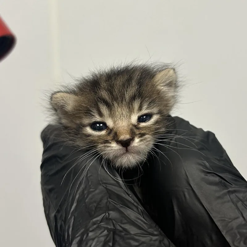 A baby small-sized male Brown / Chocolate Domestic Medium Hair cat named Windbreaker for adoption in Abilene, TX