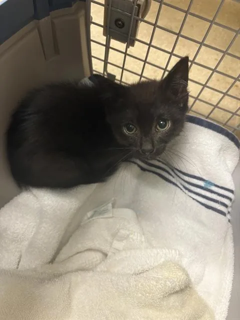 A baby medium-sized female Black Domestic Short Hair cat named Rachie for adoption in Clyde, NC