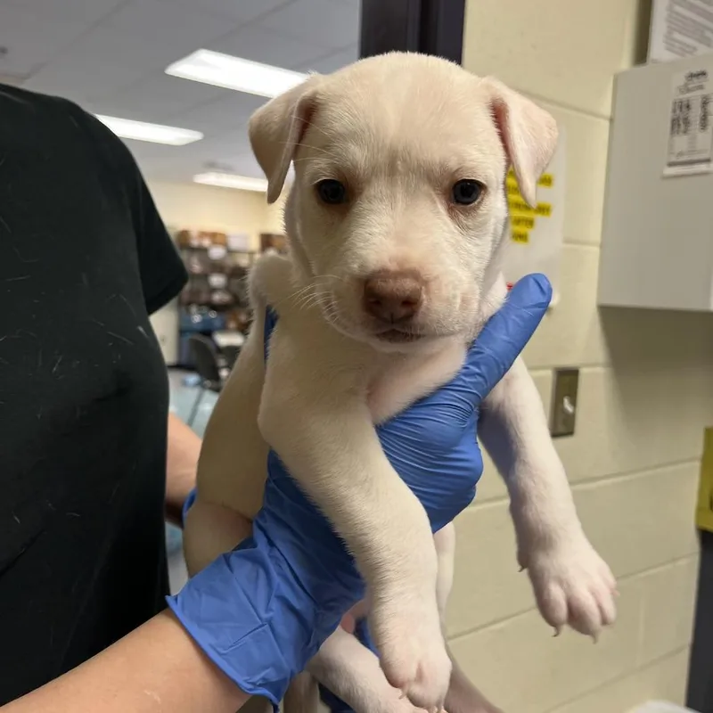 A baby small-sized female Yellow / Tan / Blond / Fawn Husky dog named Sox for adoption in Charlottesville, VA