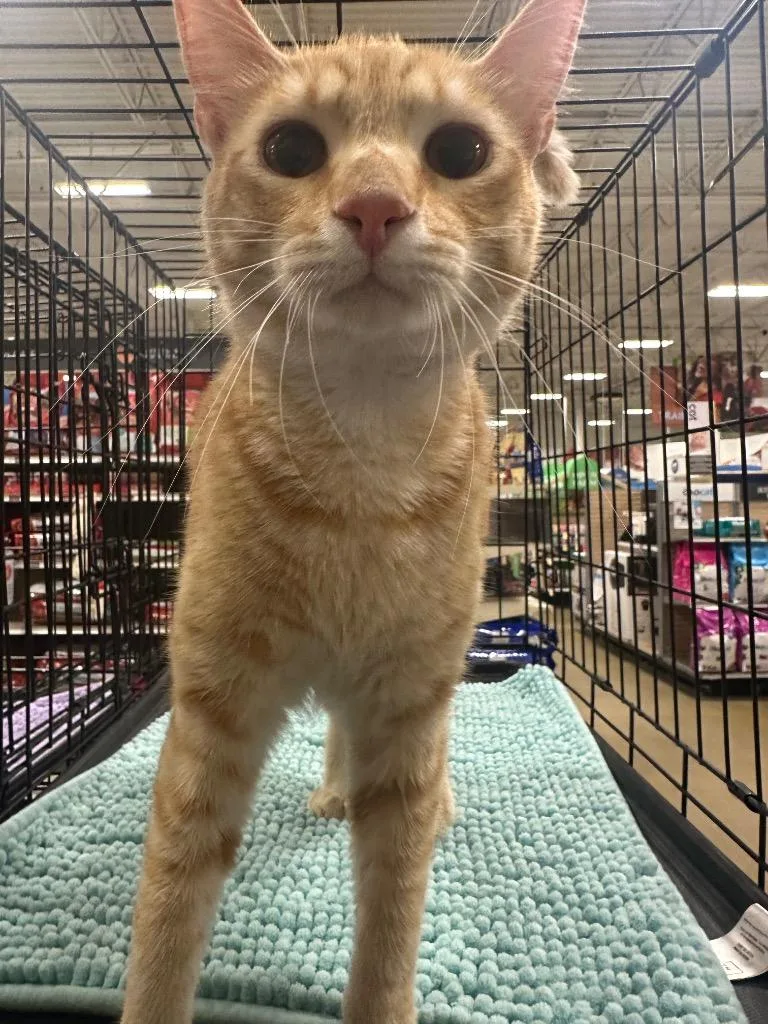 A young large-sized male Domestic Short Hair cat named Trout for adoption in warrenville, SC