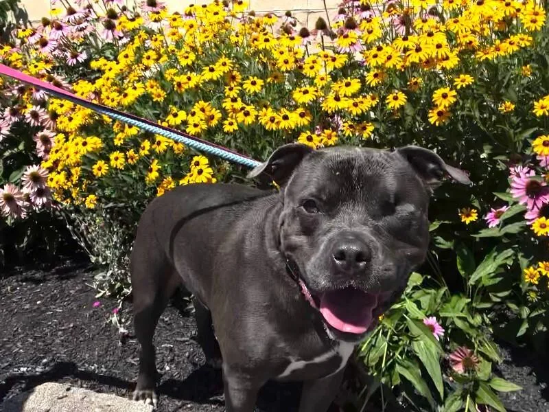 An adult large-sized male Brown / Chocolate Mixed Breed dog named Ej for adoption in Cincinnati, OH