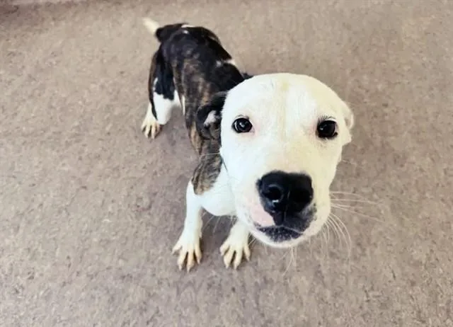 A young medium-sized male Terrier dog named Marshall for adoption in Saint Louis, MO