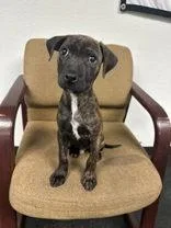 A baby large-sized male Terrier dog named Polie for adoption in Valparaiso, IN