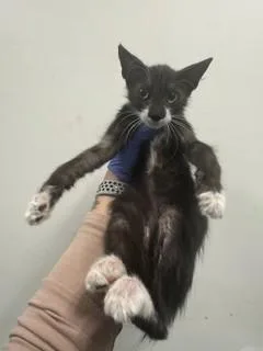 A baby small-sized female Domestic Long Hair cat named Sky for adoption in Miami, FL