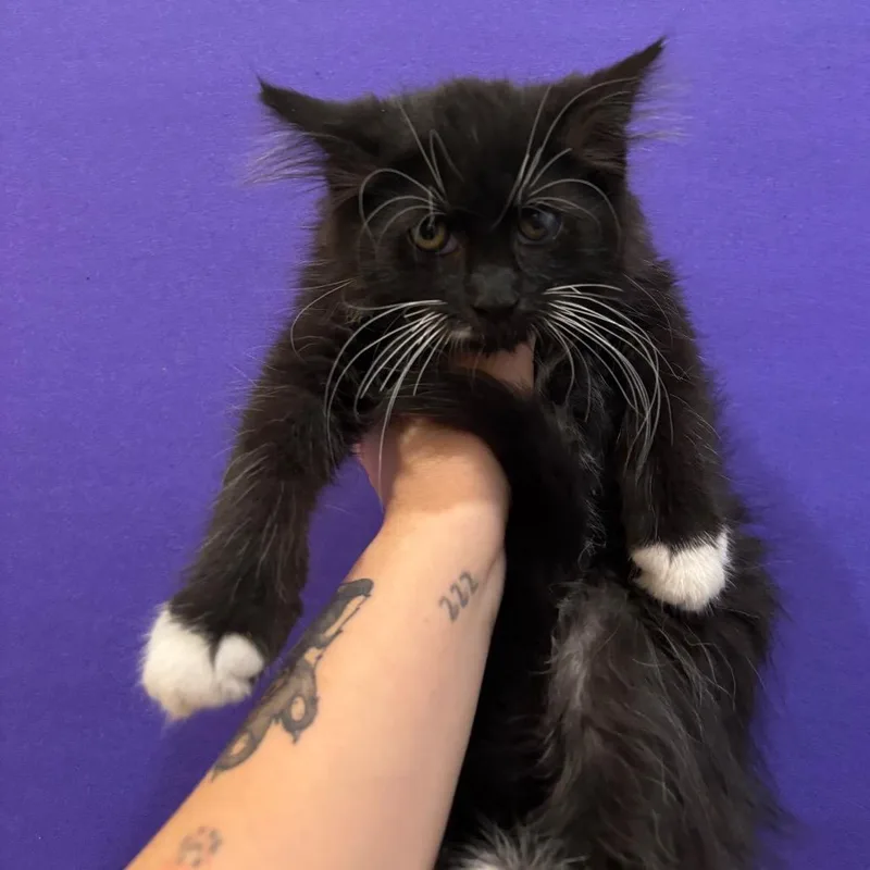 A baby small-sized male Black Domestic Long Hair cat named Sargent Saffron for adoption in Washington Township, OH
