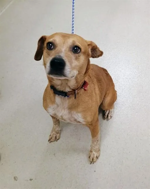 An adult medium-sized female Labrador Retriever dog named Ginger for adoption in Haw River, NC