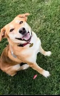 An adult medium-sized female Shepherd dog named Lola for adoption in Tulsa, OK
