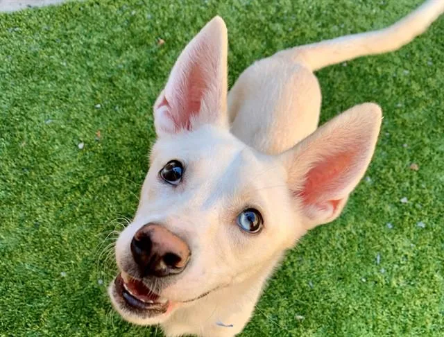 A young small-sized male White / Cream American Eskimo Dog dog named SAVE ME PLEASE Muster for adoption in San Marcos, CA