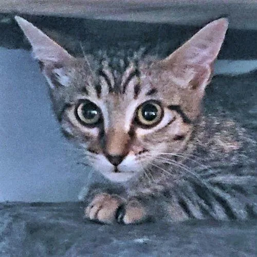 A baby medium-sized male Tabby (Gray / Blue / Silver) Tabby cat named Callahan for adoption in Rutherfordton, NC