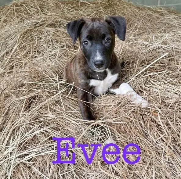 A baby medium-sized female Black Terrier dog named Evee for adoption in Semmes, AL