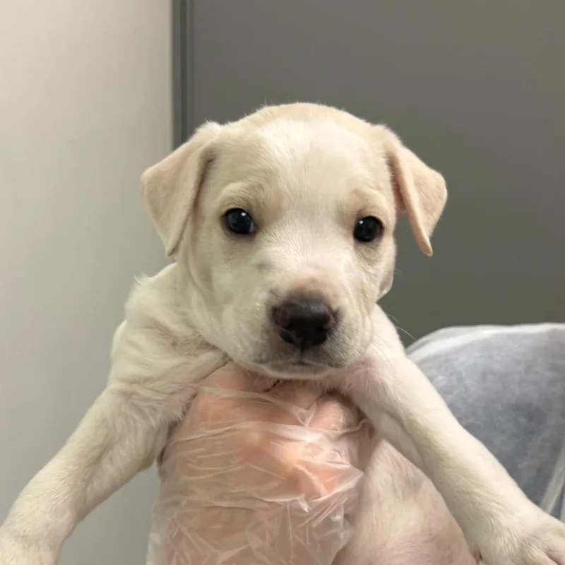 A baby medium-sized male White / Cream Mixed Breed dog named Baltimore for adoption in Charleston, WV
