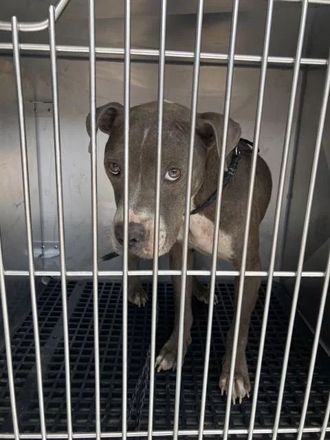 An adult medium-sized male Mixed Breed dog named Gumby for adoption in Dallas, TX