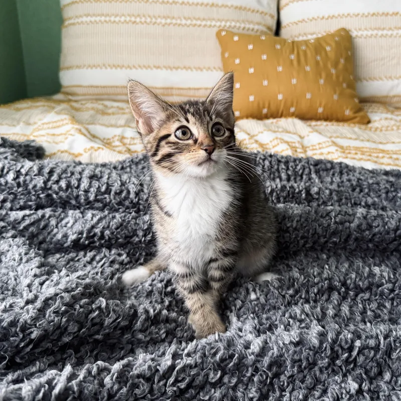 A baby medium-sized female Tabby (Brown / Chocolate) Domestic Short Hair cat named Syrup for adoption in Fort Worth, TX