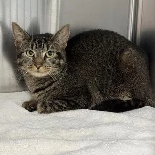 An adult medium-sized male Domestic Short Hair cat named Mr.Bigfoot for adoption in Worcester, MA