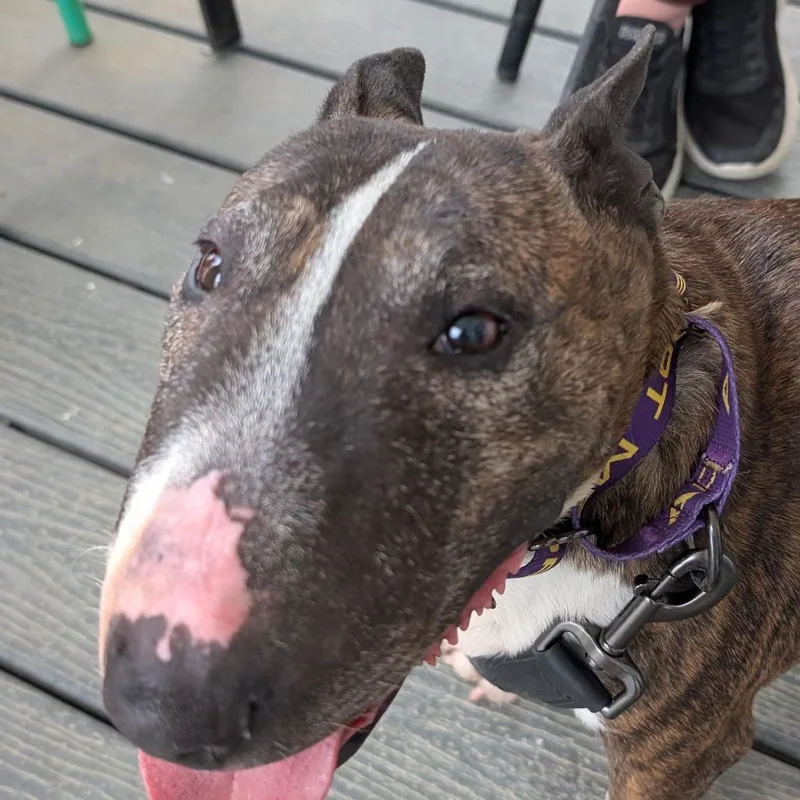 An adult medium-sized female Brindle Bull Terrier dog named Frankie for adoption in Chapel Hill, NC