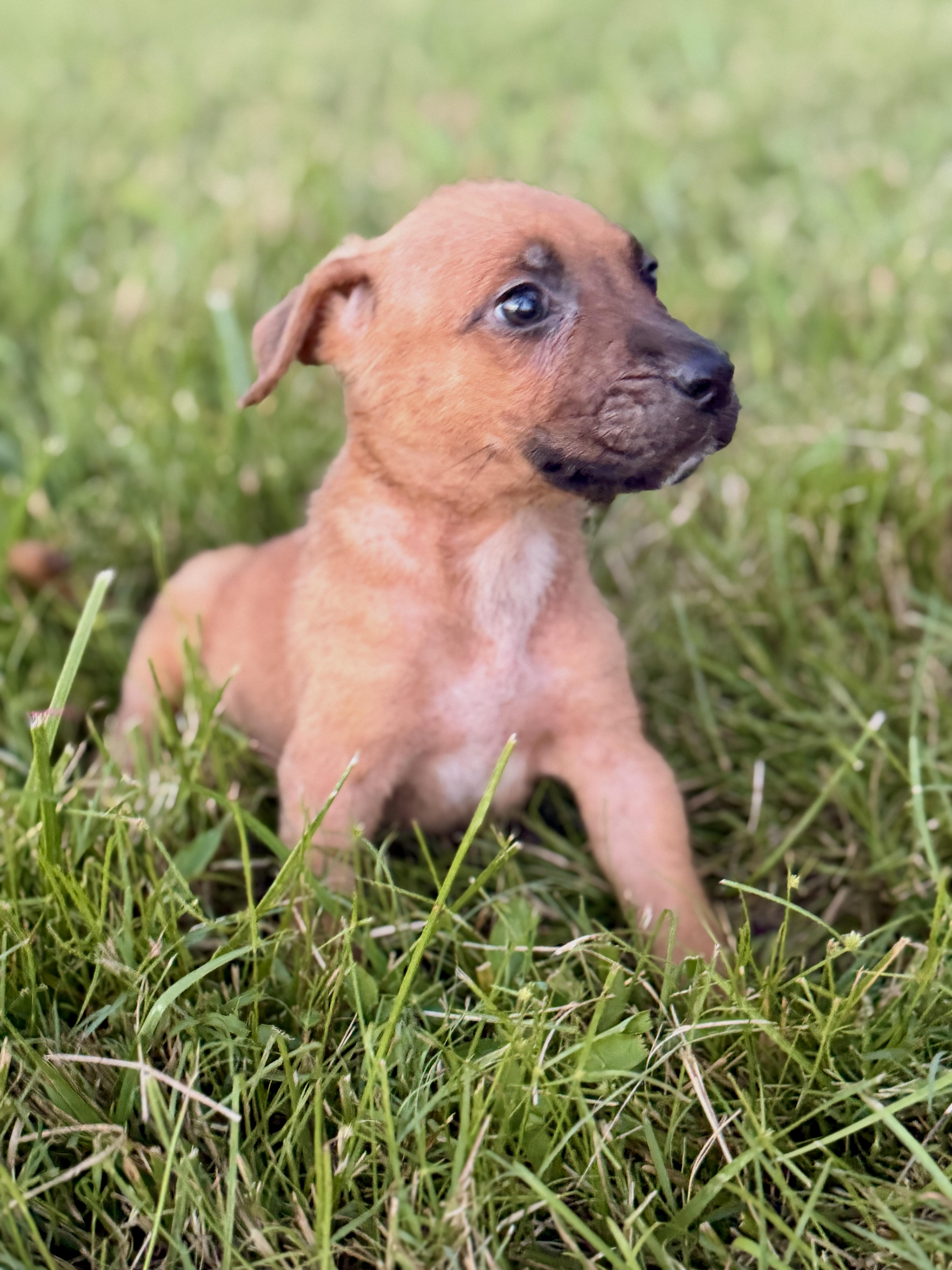 A baby small-sized female Brown / Chocolate Mixed Breed dog named Sinead Transport for adoption in Gradyville, KY