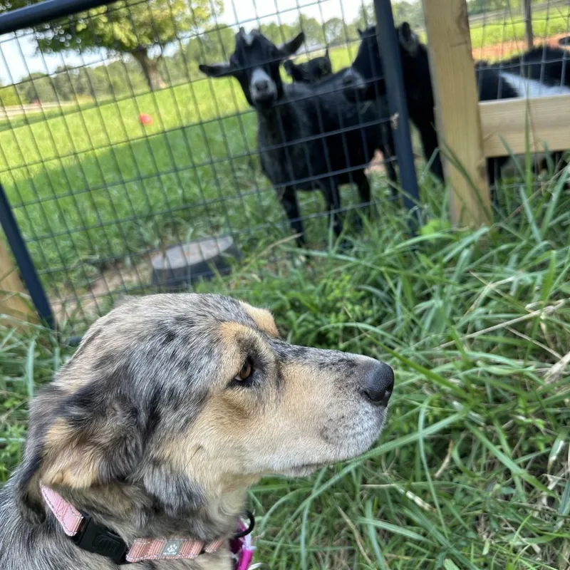 Bridgette thumbnail 6