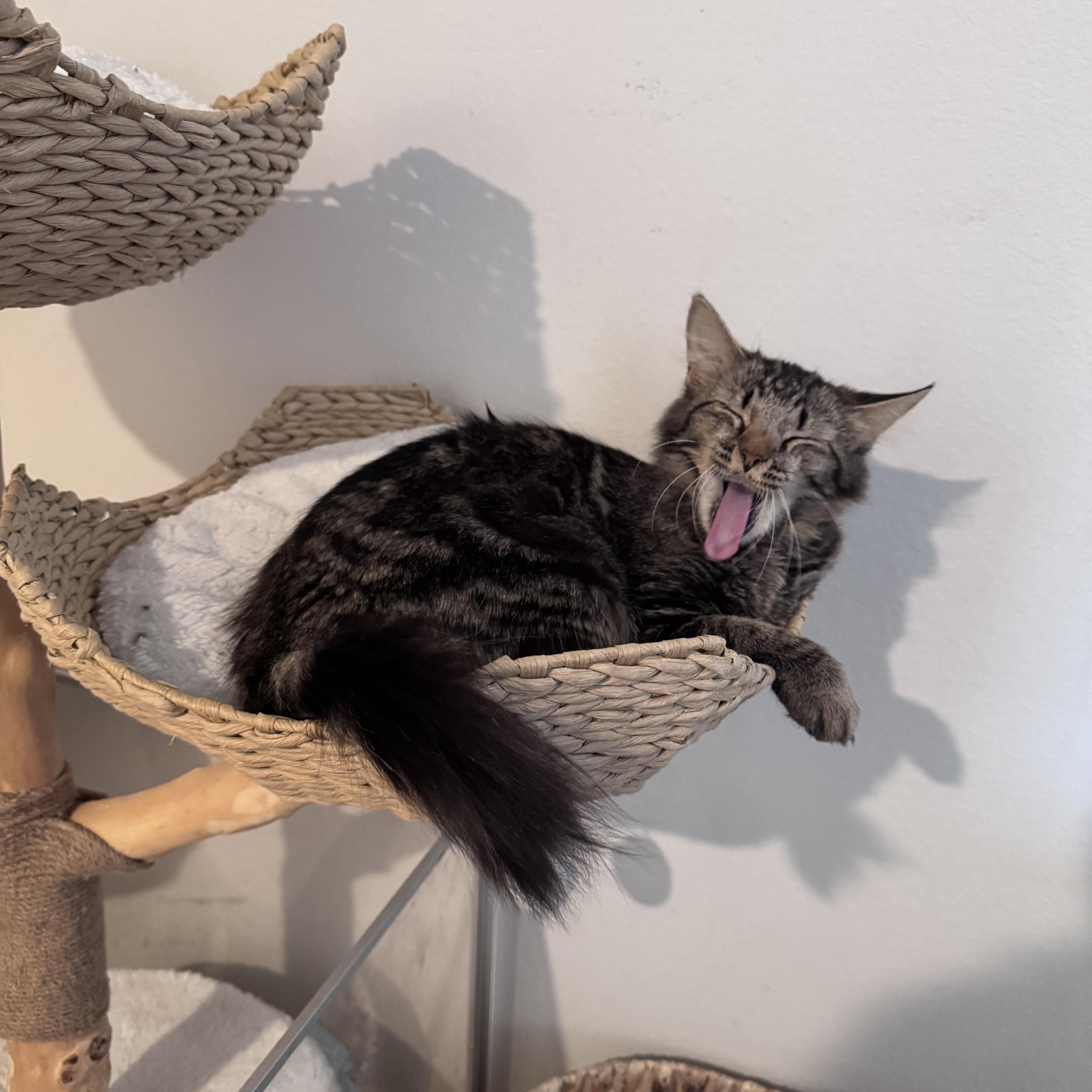 A young medium-sized female Tabby (Brown / Chocolate) Domestic Long Hair cat named Charlotte for adoption in San Diego, CA