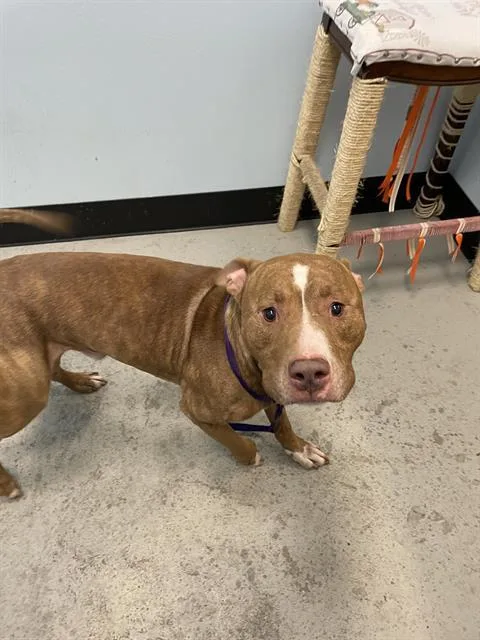 An adult large-sized male Staffordshire Bull Terrier dog named Ocean for adoption in Palmetto, FL
