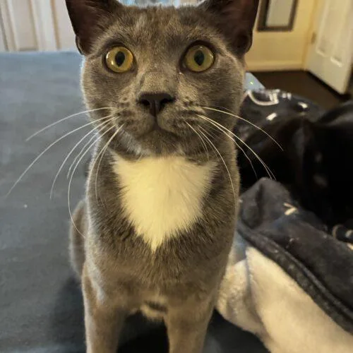 A baby medium-sized male Domestic Short Hair cat named Cheerio for adoption in Tampa, FL