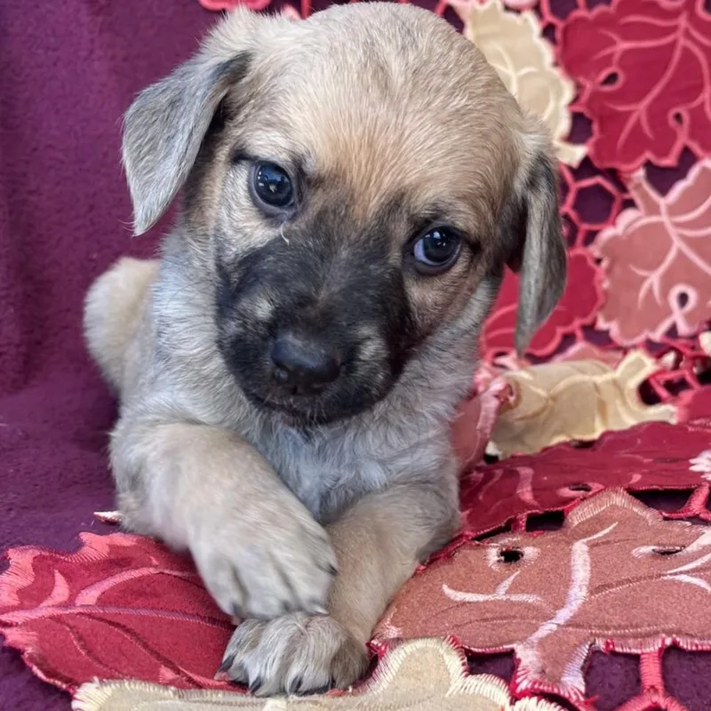 A baby medium-sized male Yellow / Tan / Blond / Fawn Mountain Cur dog named Nutmeg for adoption in Cartersville, GA